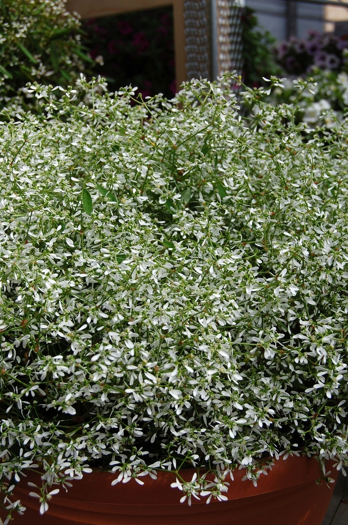 Euphorbia 'Diamond Frost' - Euphorbia hypericifolia from The Flower Spot Euphorbia 'Diamond Frost' - Euphorbia hypericifolia from The Flower Spot