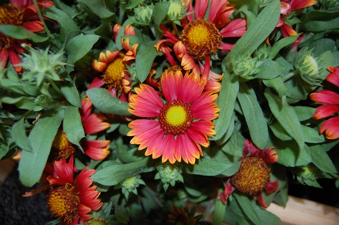Blanket Flower 'Arizona Red Shades' - Gaillardia from The Flower Spot