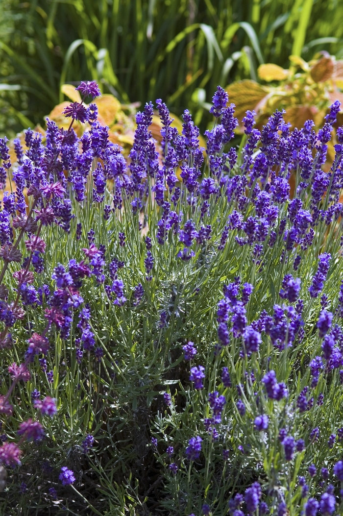 Lavender 'Hidcote' - Lavandula angustifolia from The Flower Spot Lavender 'Hidcote' - Lavandula angustifolia from The Flower Spot