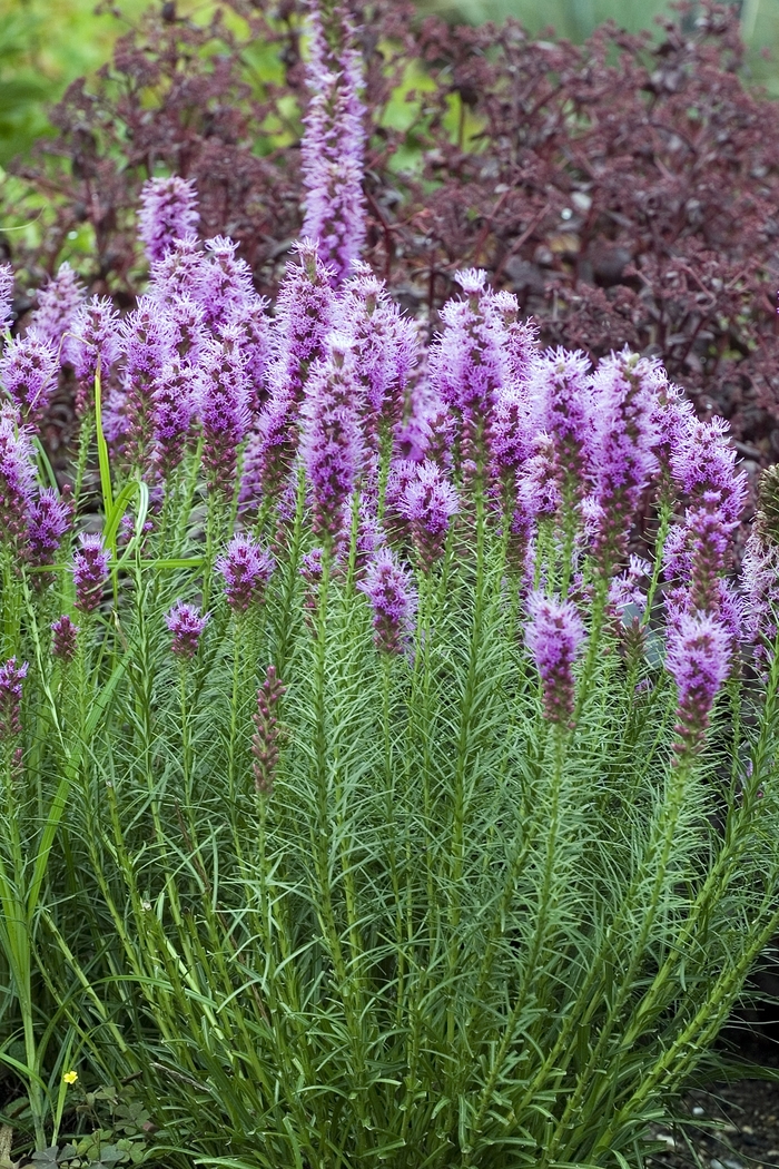 Liatris 'Floristan Violet' - Liatris spicata from The Flower Spot