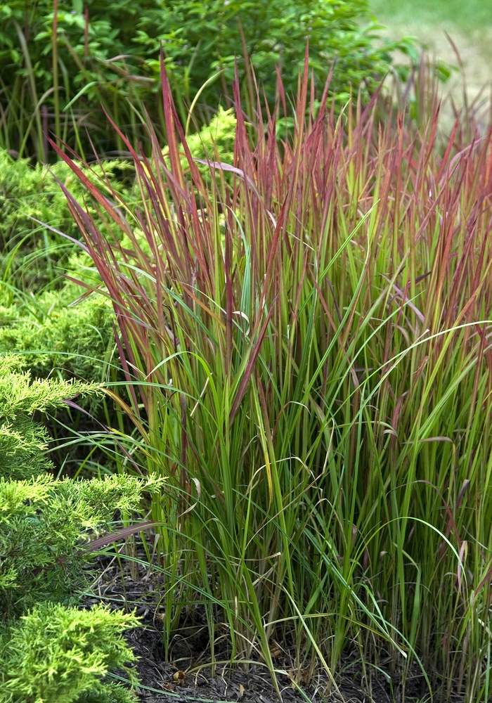 Japanese Blood Grass - Imperata cylindrica 'Red Baron' from The Flower Spot
