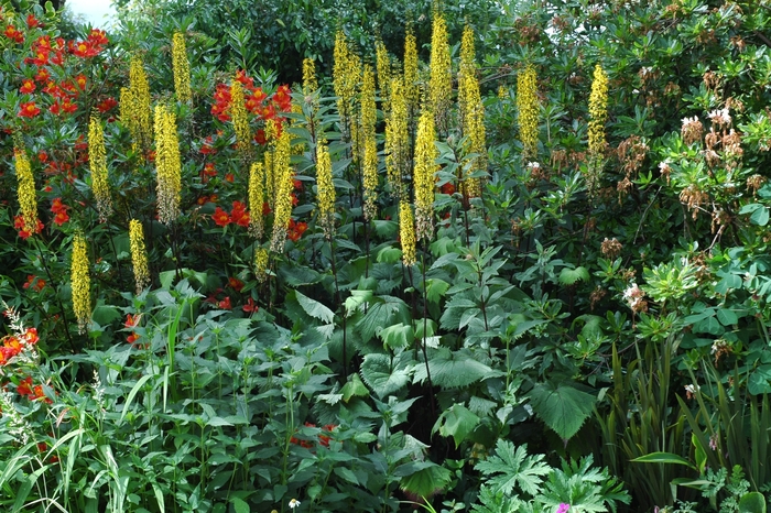 Ligularia 'The Rocket' - Ligularia stenocephala from The Flower Spot