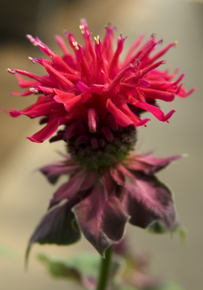 Bee Balm 'Fireball' - Monarda didyma from The Flower Spot Bee Balm 'Fireball' - Monarda didyma from The Flower Spot