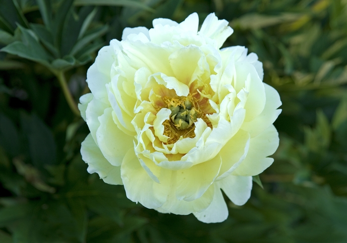 'Bartzella' - Paeonia hybrid from The Flower Spot