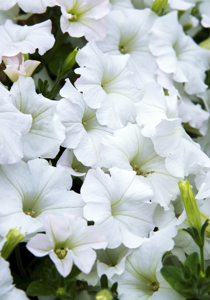 Petunia 'Easy Wave White' - Petunia hybrida from The Flower Spot Petunia 'Easy Wave White' - Petunia hybrida from The Flower Spot