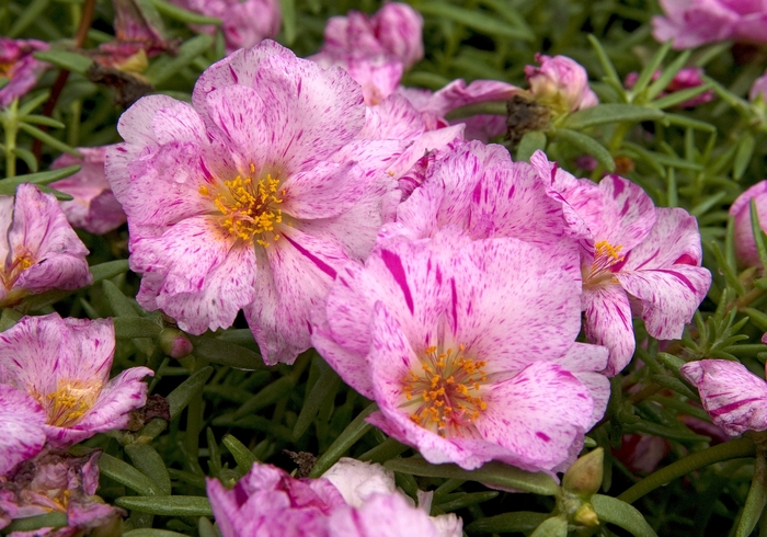 Portulaca 'Sundial Peppermint' - Portulaca grandiflora from The Flower Spot Portulaca 'Sundial Peppermint' - Portulaca grandiflora from The Flower Spot