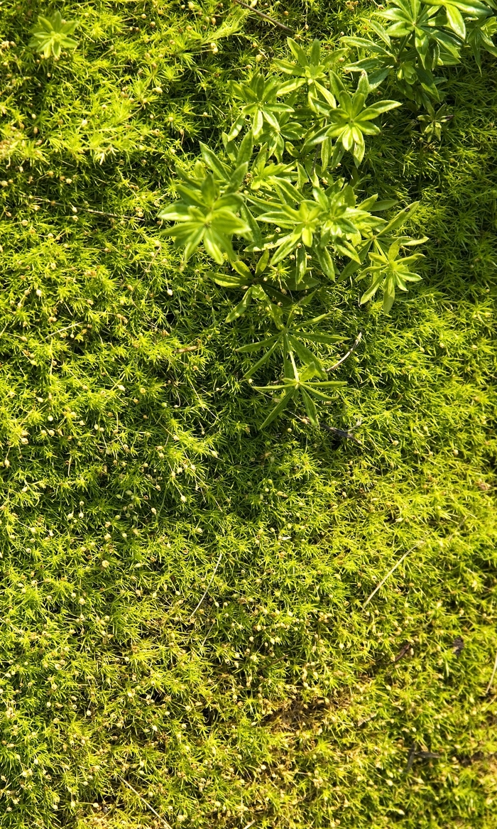 Moss 'Irish' - Sagina subulata from The Flower Spot Moss 'Irish' - Sagina subulata from The Flower Spot