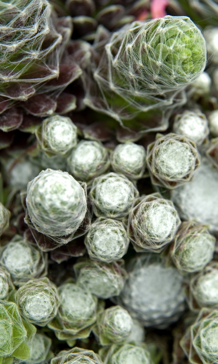 Hens and Chicks 'Cobweb' - Sempervivum from The Flower Spot Hens and Chicks 'Cobweb' - Sempervivum from The Flower Spot