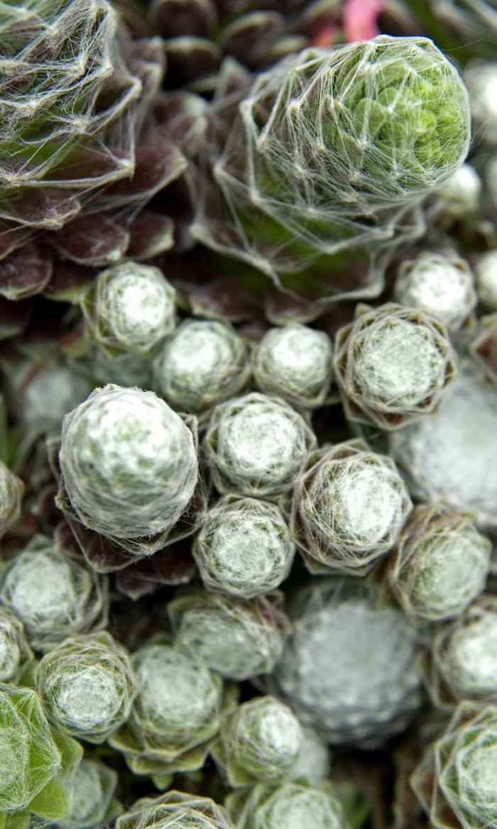 Hens & Chicks - Sempervivum 'Cobweb' from The Flower Spot