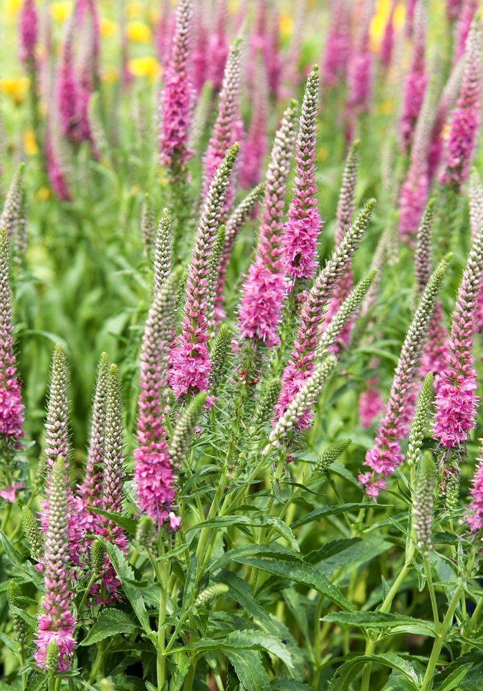 Speedwell 'Red Fox' - Veronica spicata from The Flower Spot