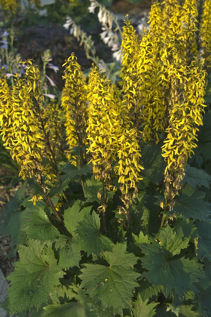 Ligularia 'Little Rocket' - Ligularia stenocephala from The Flower Spot