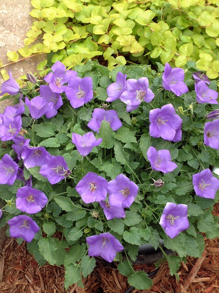 Bellflower 'Blue Clips' - Campanula carpatica from The Flower Spot