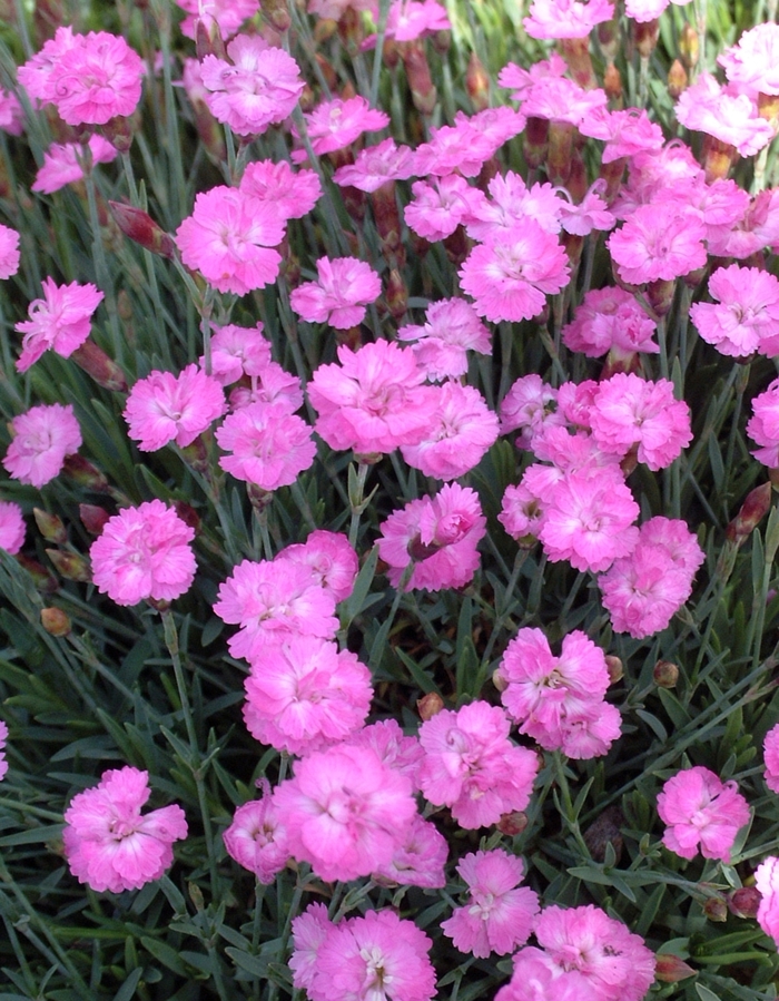 Dianthus 'Tiny Rubies' - Dianthus gratianapolitanus (Cheddar Pinks) from The Flower Spot