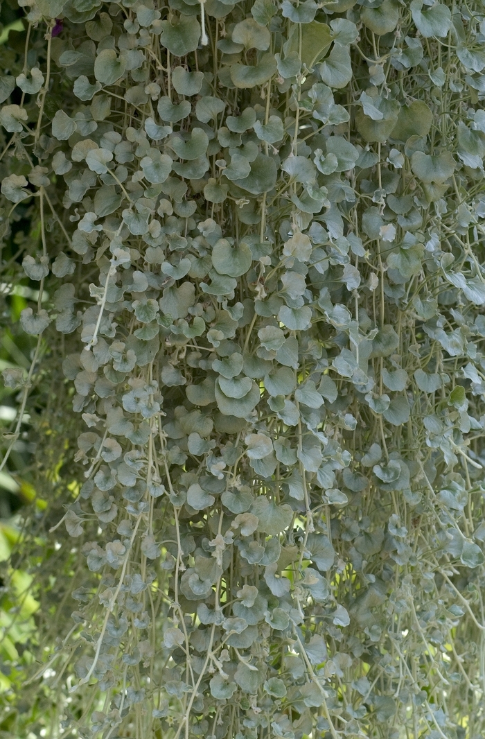 Dichondra 'Silver Falls' - Dichondra argentea from The Flower Spot