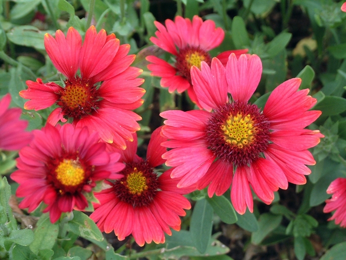 Blanket Flower 'Burgundy' - Gaillardia x grandiflora from The Flower Spot