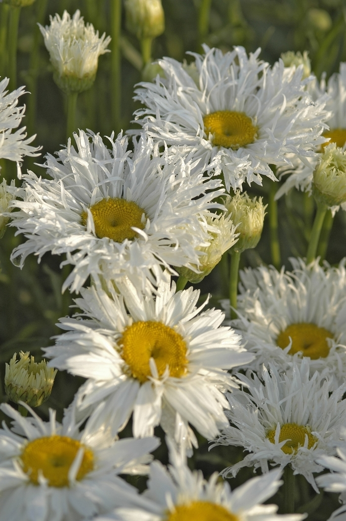 Shasta Daisy 'Crazy Daisy' - Leucanthemum x superbum from The Flower Spot