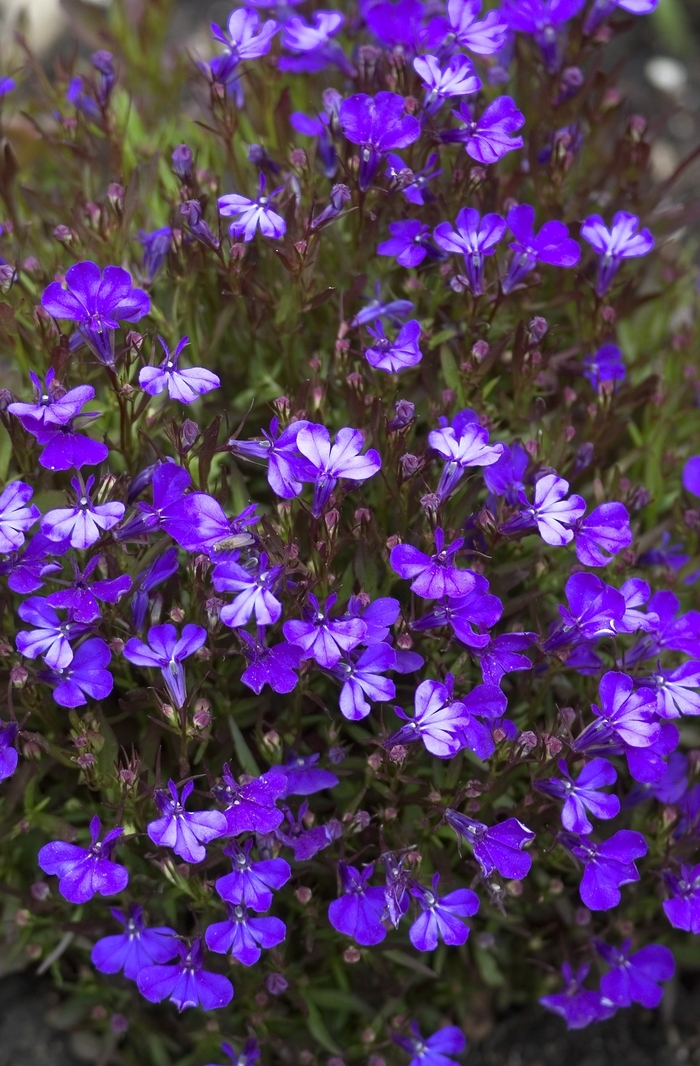 Lobelia 'Multiple Varieties' - Lobelia erinus from The Flower Spot