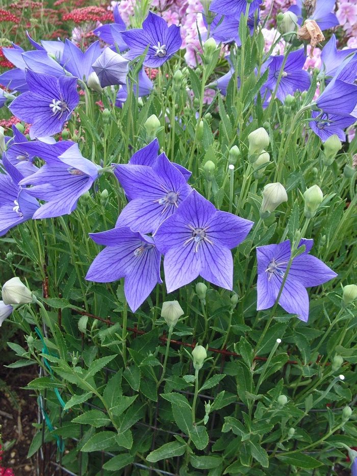 Balloon Flower 'Florist Blue' - Platycodon grandiflorus from The Flower Spot