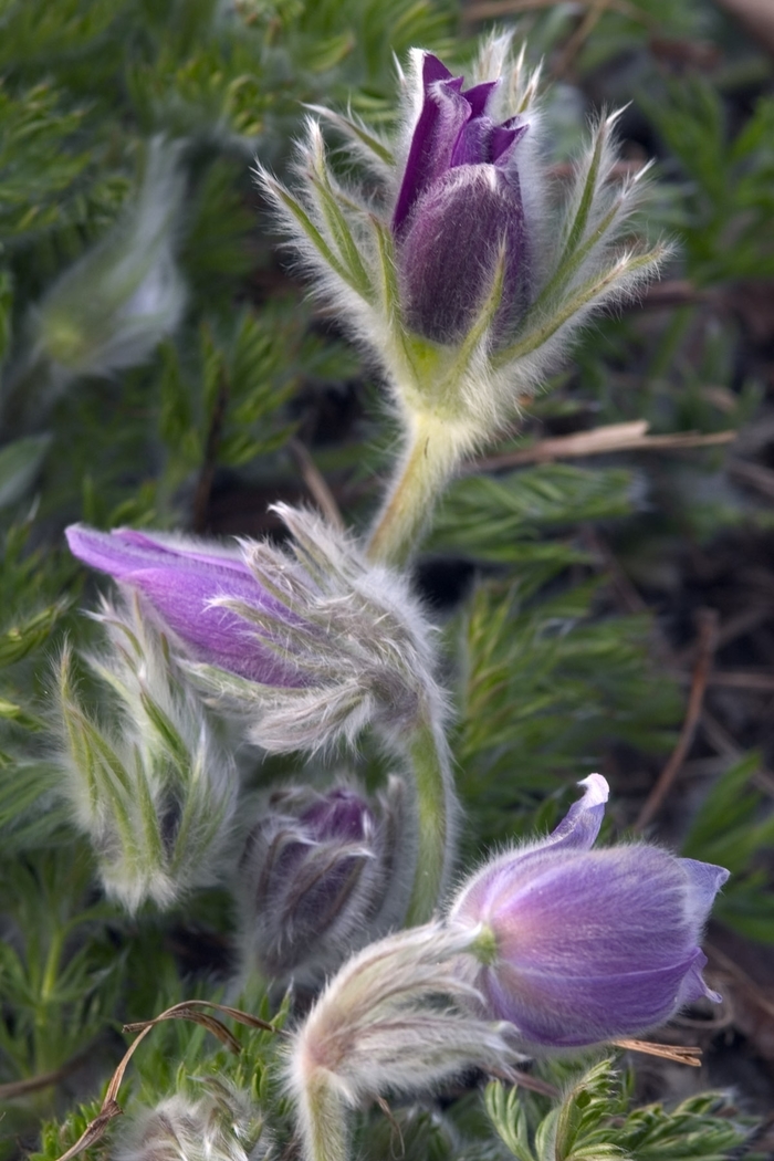 Pasque Flower 'Multiple Varieties' - Pulsatilla vulgaris from The Flower Spot Pasque Flower 'Multiple Varieties' - Pulsatilla vulgaris from The Flower Spot