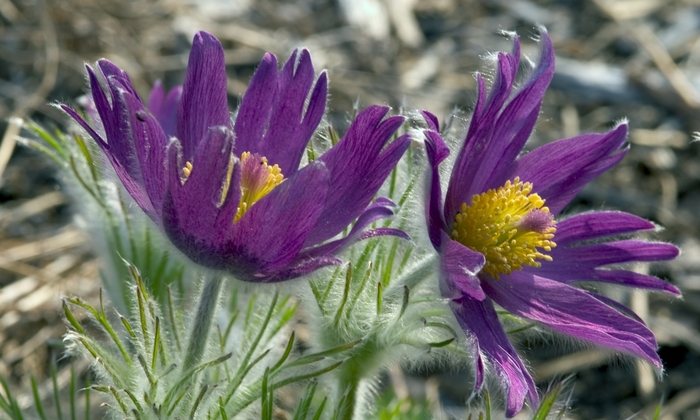 Pasque Flower 'Multiple Varieties' - Pulsatilla vulgaris from The Flower Spot