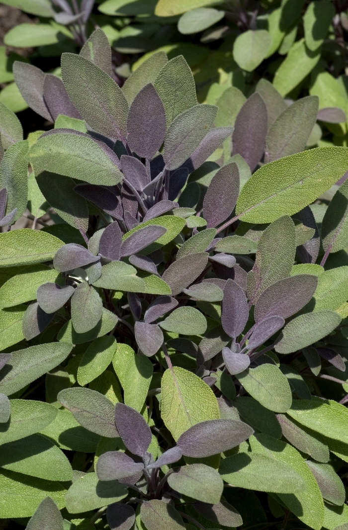Sage 'Purple' - Salvia officinalis from The Flower Spot Sage 'Purple' - Salvia officinalis from The Flower Spot