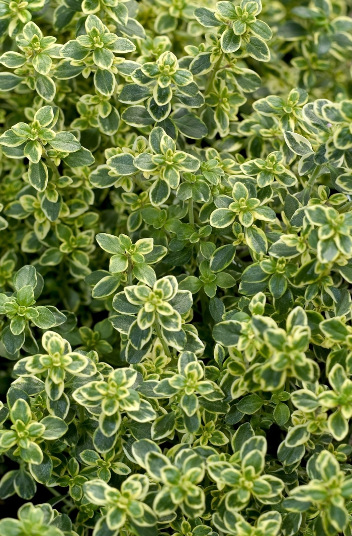 Thyme 'Golden Lemon' - Thymus citriodorus from The Flower Spot Thyme 'Golden Lemon' - Thymus citriodorus from The Flower Spot