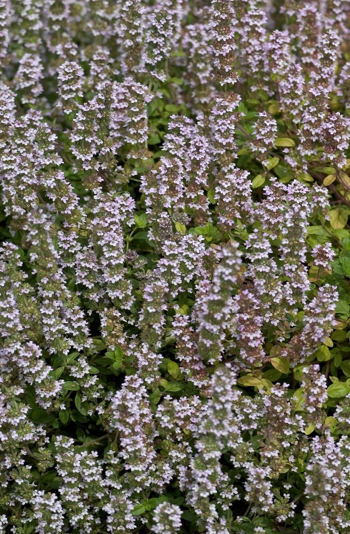 Thyme 'English' - Thymus vulgaris from The Flower Spot Thyme 'English' - Thymus vulgaris from The Flower Spot
