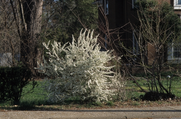 Spiraea 'Bridal Wreath' - Spiraea prunifolia from The Flower Spot Spiraea 'Bridal Wreath' - Spiraea prunifolia from The Flower Spot