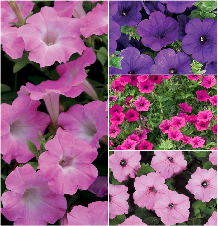 Supertunia® Multiple Varieties - Petunia hybrid from The Flower Spot