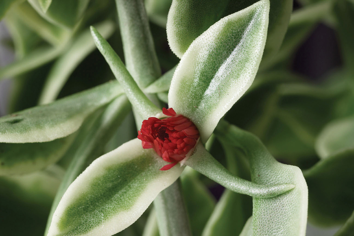 Mezoo™ Trailing Red - Dorotheanthus bellidiformis 'Mezoo Trailing Red' from The Flower Spot Mezoo™ Trailing Red - Dorotheanthus bellidiformis 'Mezoo Trailing Red' from The Flower Spot