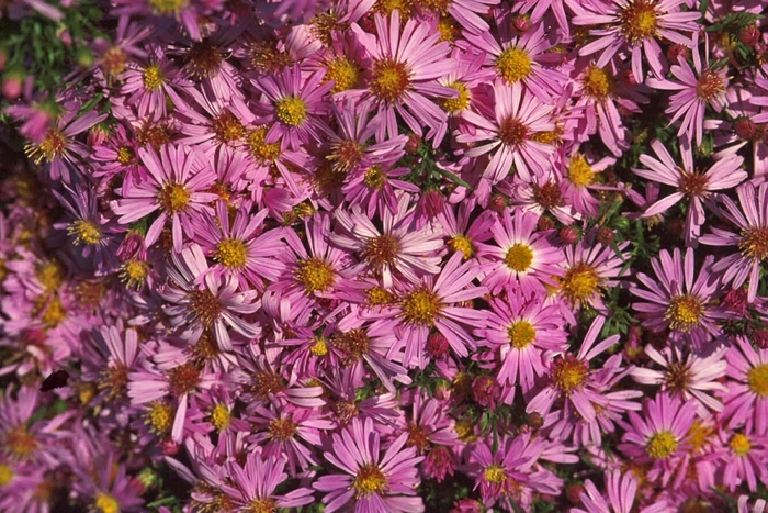 Aster 'Wood's Series' - Aster novi-belgii from The Flower Spot
