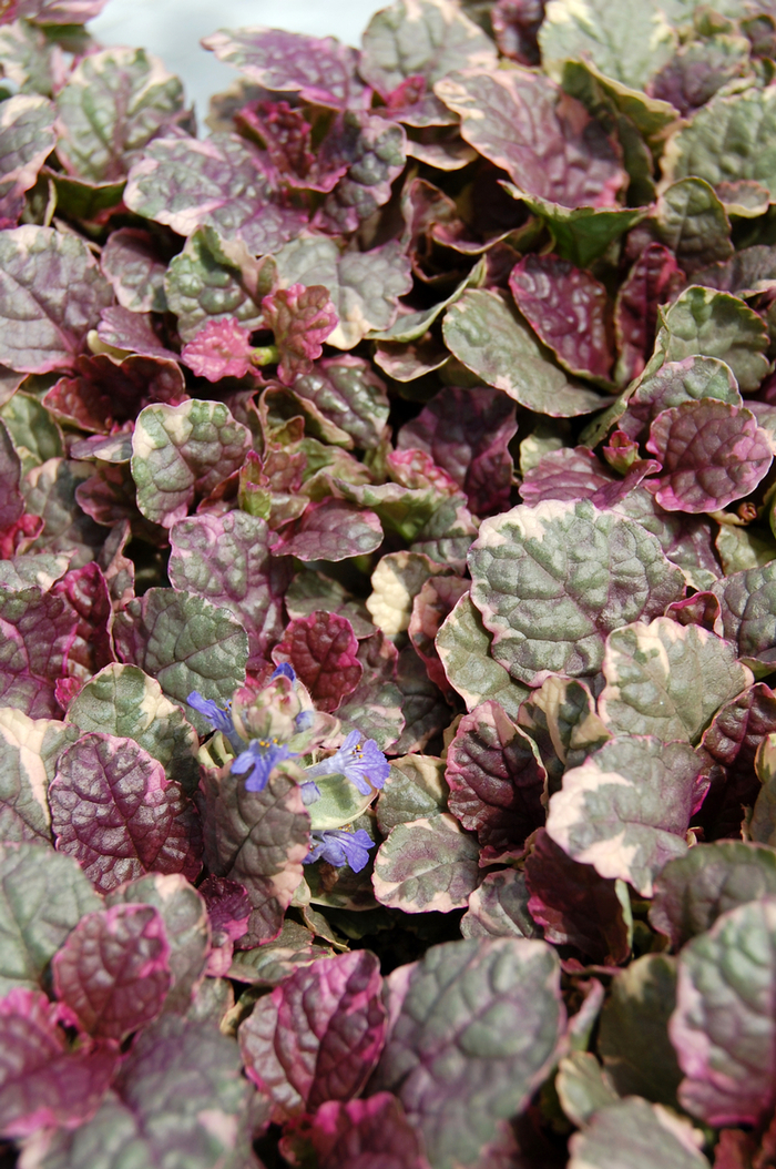  Bugleweed 'Burgundy Glow' - Ajuga reptans from The Flower Spot