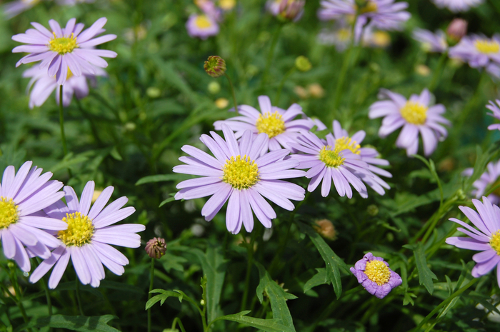 Swan River Daisy - Brachyscome iberidifolia from The Flower Spot