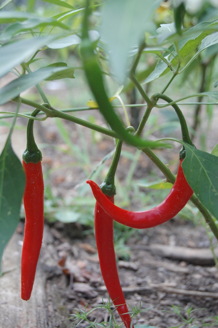 Cayenne Pepper - Capsicum annuum from The Flower Spot