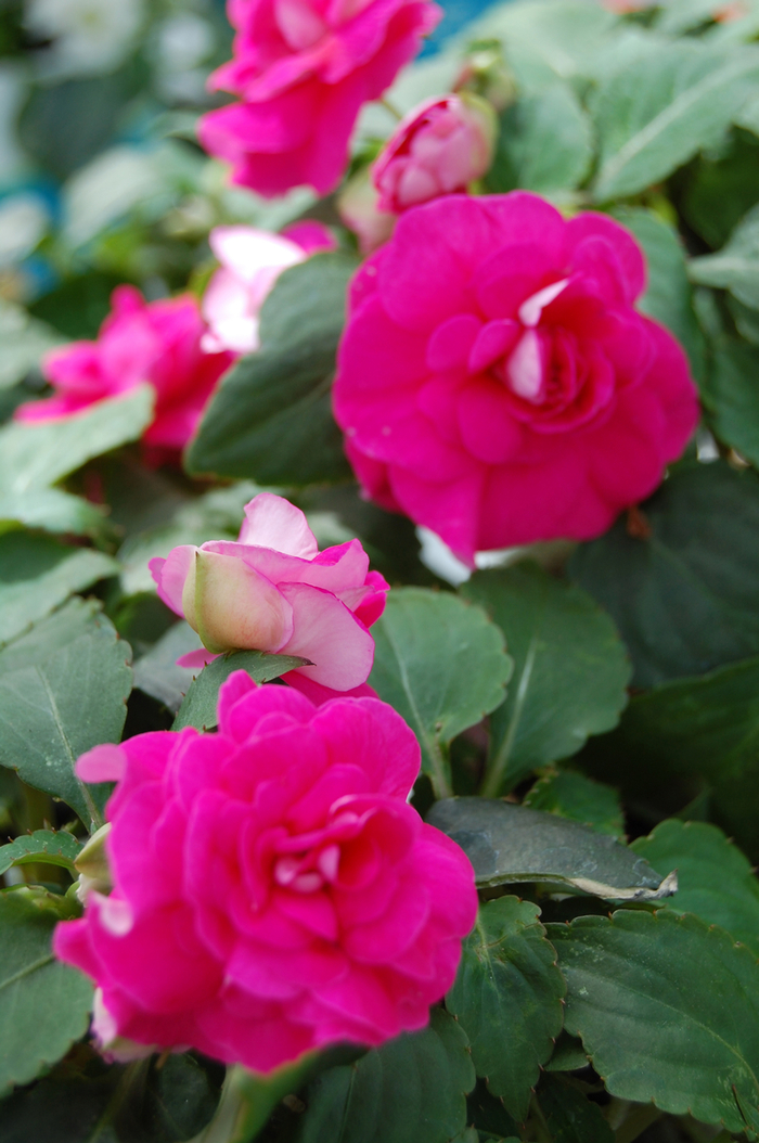 Impatiens 'Double Mix' - Impatiens walleriana from The Flower Spot Impatiens 'Double Mix' - Impatiens walleriana from The Flower Spot