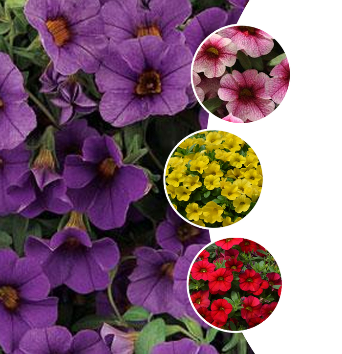 Calibrachoa - Million Bells - Cabaret®Series from The Flower Spot Calibrachoa - Million Bells - Cabaret®Series from The Flower Spot