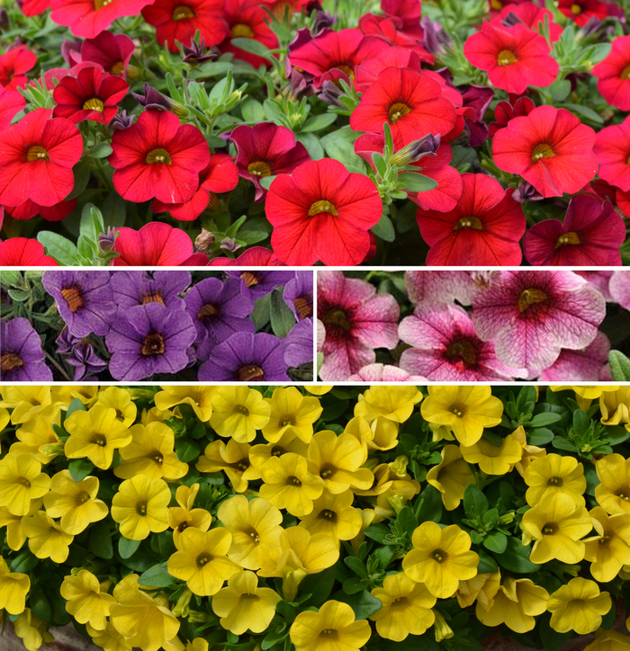 Calibrachoa 'Cabaret Series' - Calibrachoa (Million Bells) from The Flower Spot