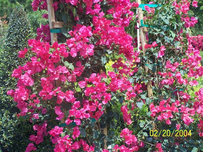 Bougainvillea - Bougainvillea spp from The Flower Spot