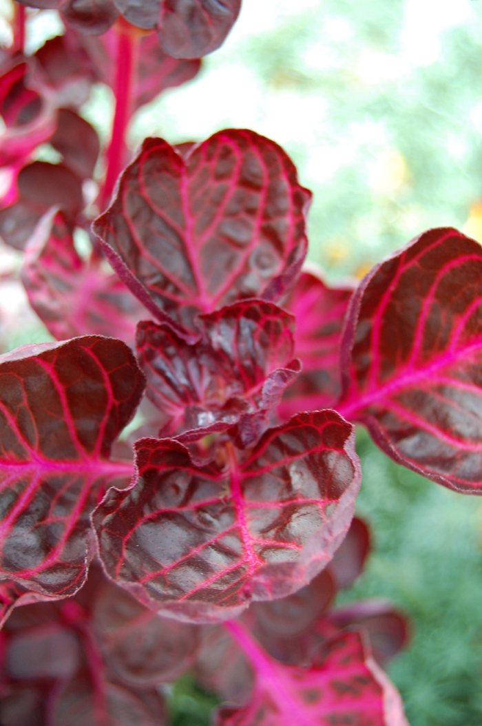 Iresine lindenii Blood Leaf The Flower Spot