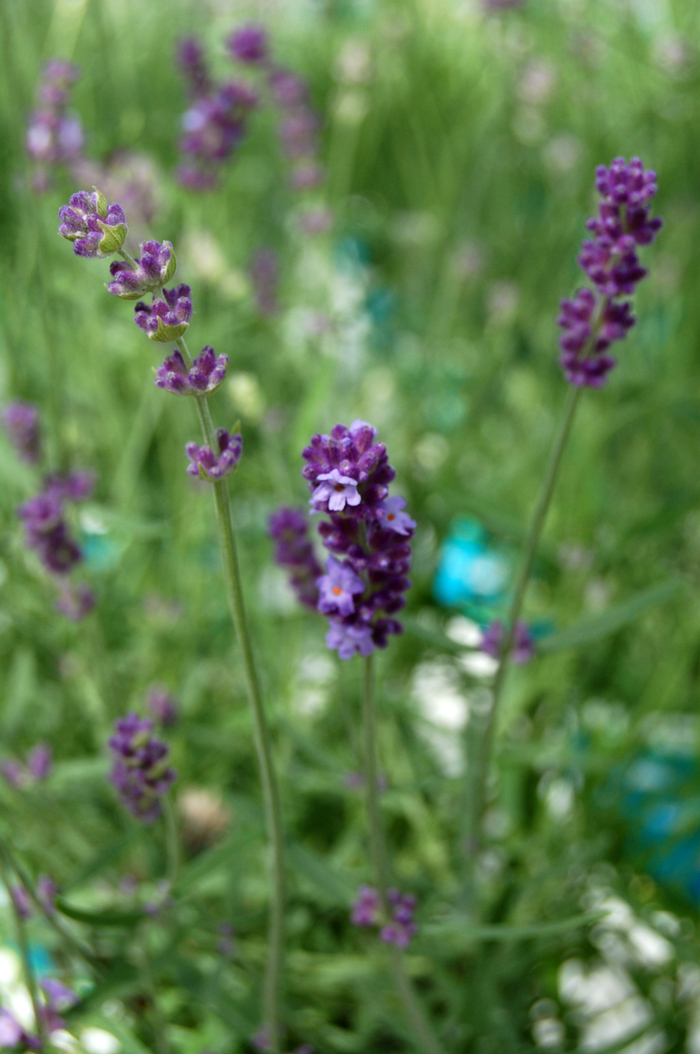 Lavender 'Munstead' - Lavandula angustifolia from The Flower Spot
