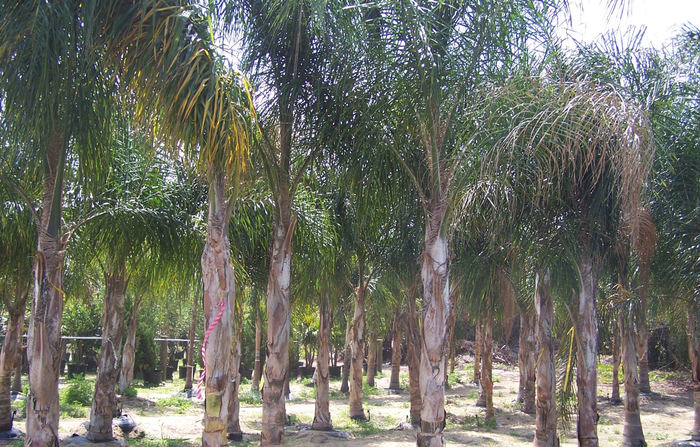 Areca Palm - Arecastrum romanzoffianum from The Flower Spot