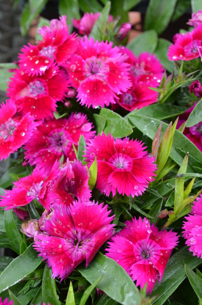 Dianthus 'Pinks Mix' - Dianthus hybrid from The Flower Spot Dianthus 'Pinks Mix' - Dianthus hybrid from The Flower Spot