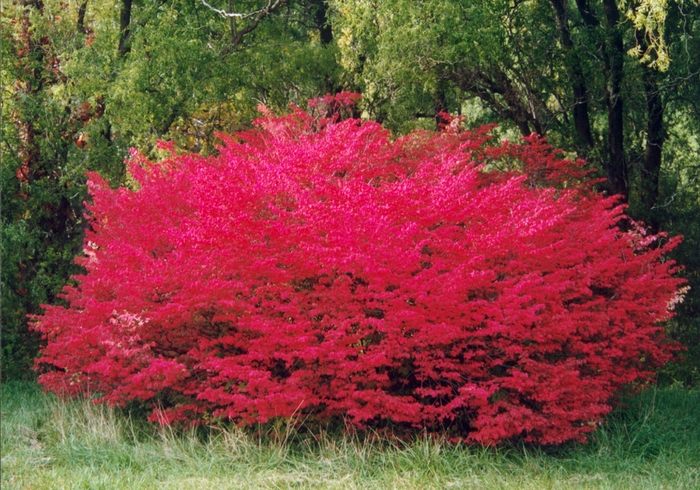 Image of Dwarf burning bush (Euonymus alatus ‘Compactus’) plant