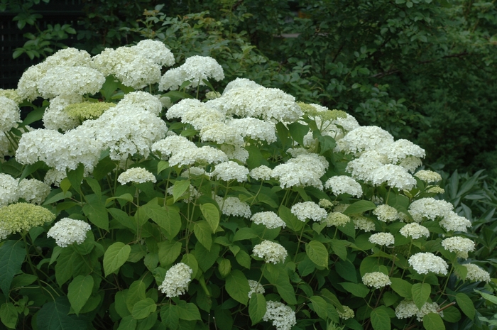 Hydrangea 'Annabelle' - Hydrangea arborescens from The Flower Spot Hydrangea 'Annabelle' - Hydrangea arborescens from The Flower Spot