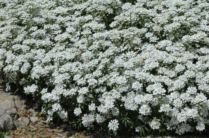 Candytuft 'Multiple Varieties' - Iberis sempervirens from The Flower Spot Candytuft 'Multiple Varieties' - Iberis sempervirens from The Flower Spot