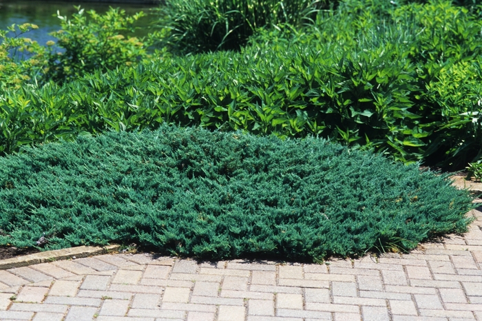 Juniper 'Blue Chip' - Juniperus horizontalis from The Flower Spot Juniper 'Blue Chip' - Juniperus horizontalis from The Flower Spot