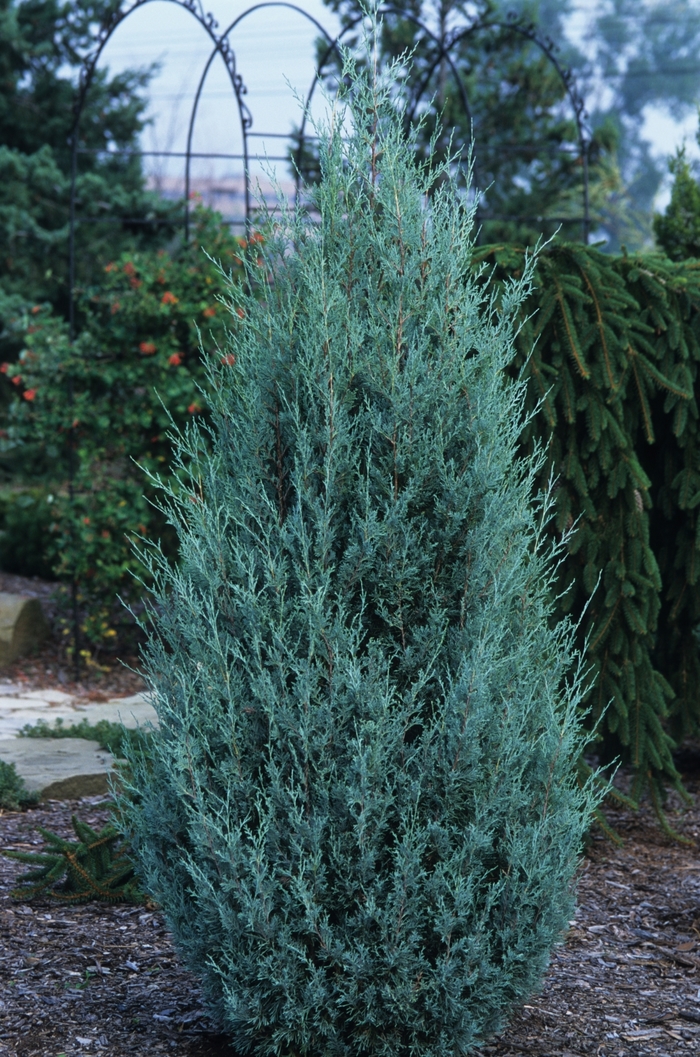 Juniper 'Wichita Blue' - Juniperus scopulorum from The Flower Spot Juniper 'Wichita Blue' - Juniperus scopulorum from The Flower Spot