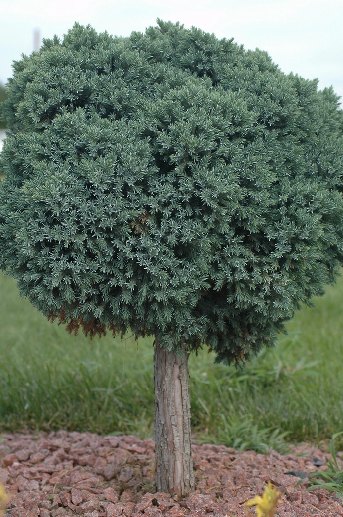 Blue Star Juniper - Juniperus squamata 'Blue Star' from The Flower Spot