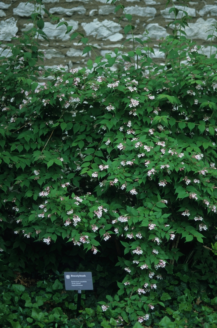 Beauty Bush 'Jolene Jolene' - Kolkwitzia amabilis from The Flower Spot