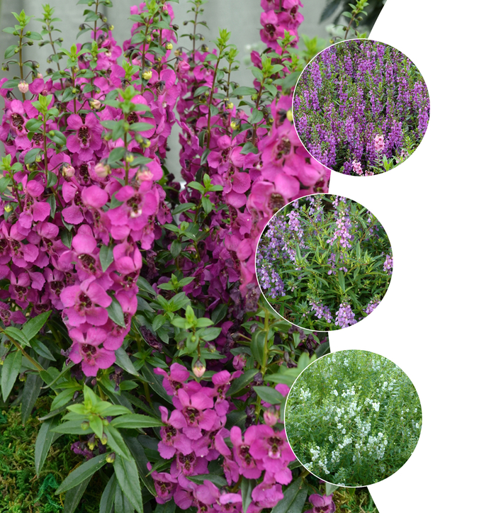 Angelonia 'Angelmist Series' - Angelonia angustifolia (Summer Snapdragon) from The Flower Spot Angelonia 'Angelmist Series' - Angelonia angustifolia (Summer Snapdragon) from The Flower Spot